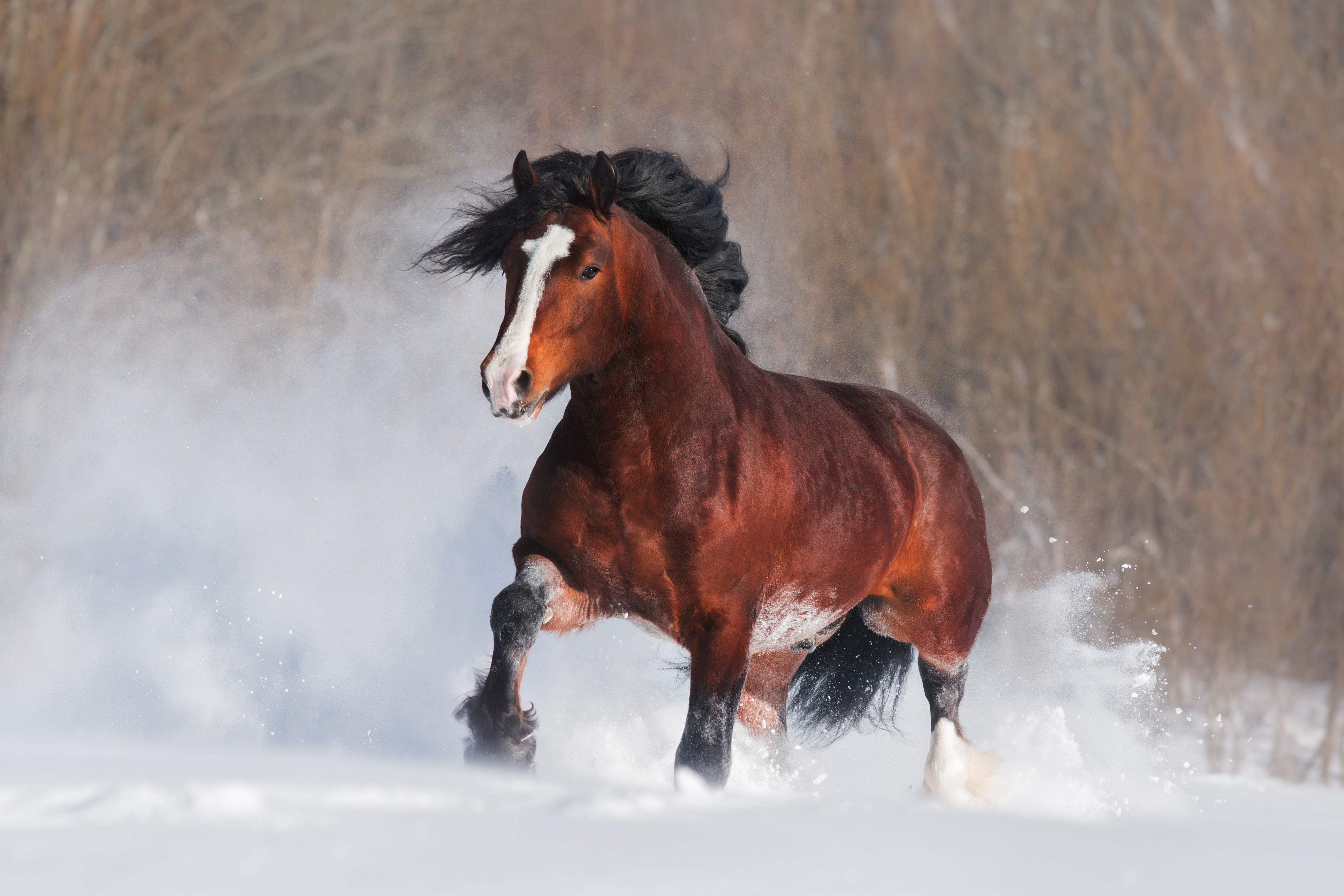 Ein braunes Pferd galoppiert durch eine Schneelandschaft