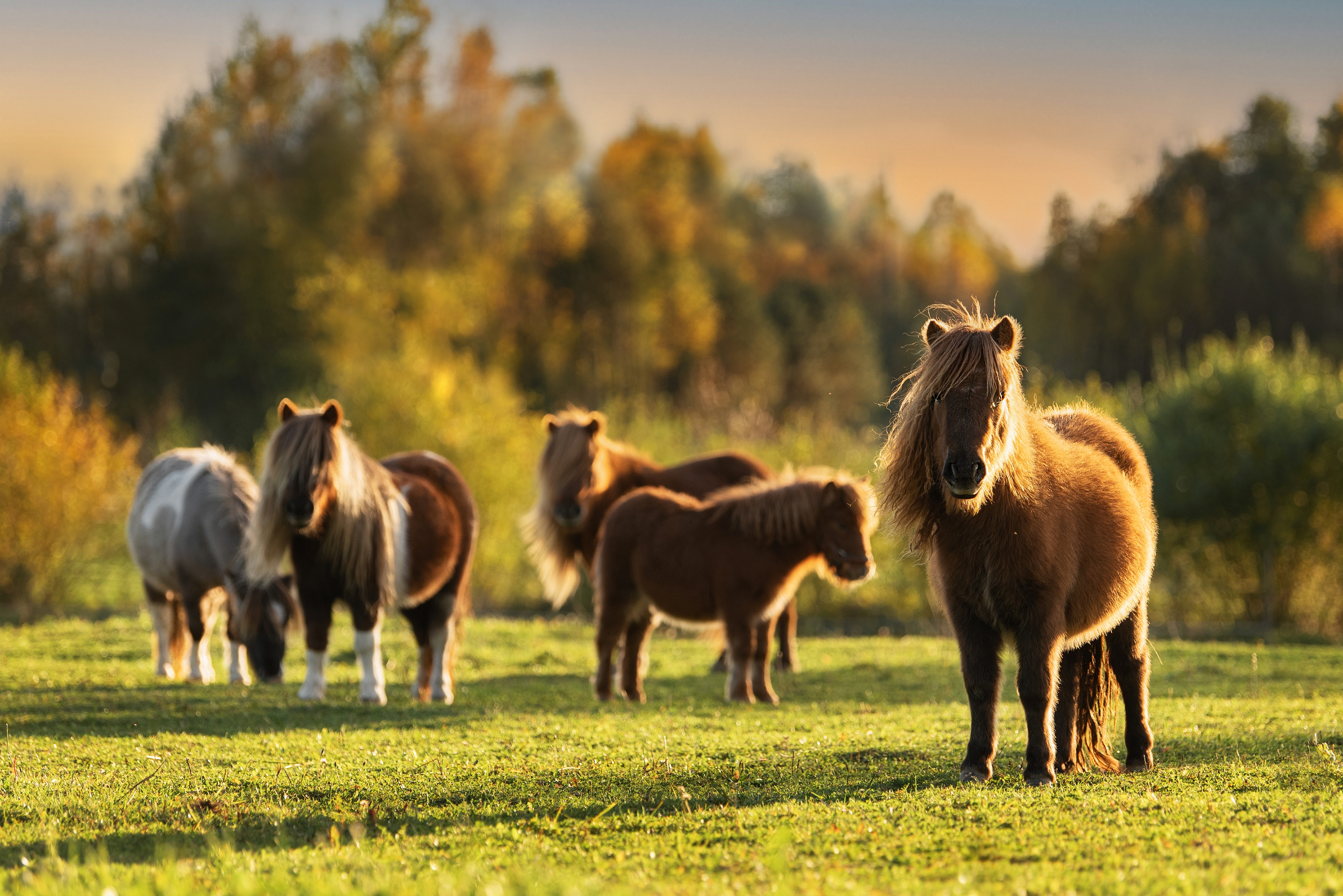 Banner Pony Eine Herde von Ponys grast auf einer Wiese