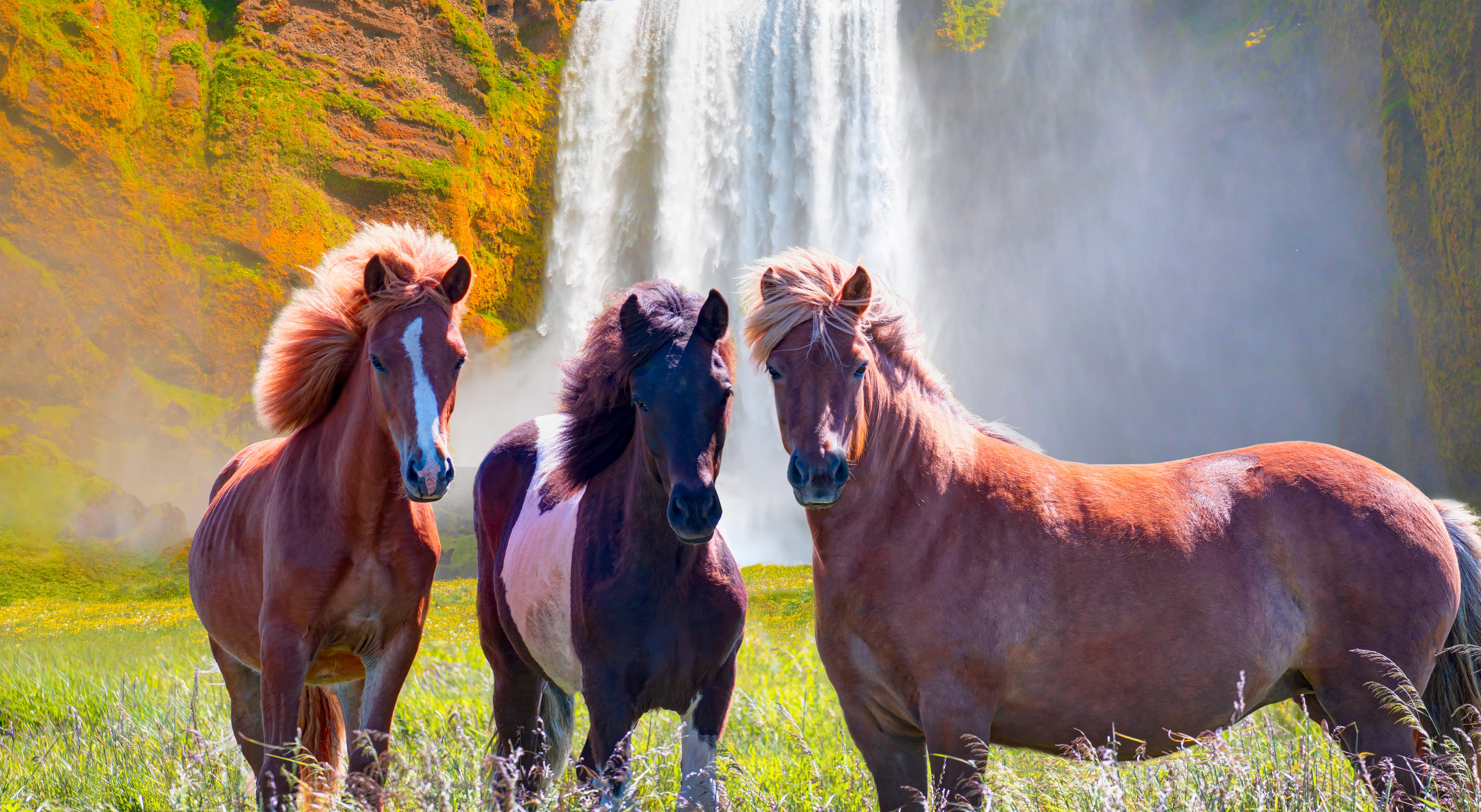 Drei Pferde stehen auf einer Wiese und vor einem Wasserfall