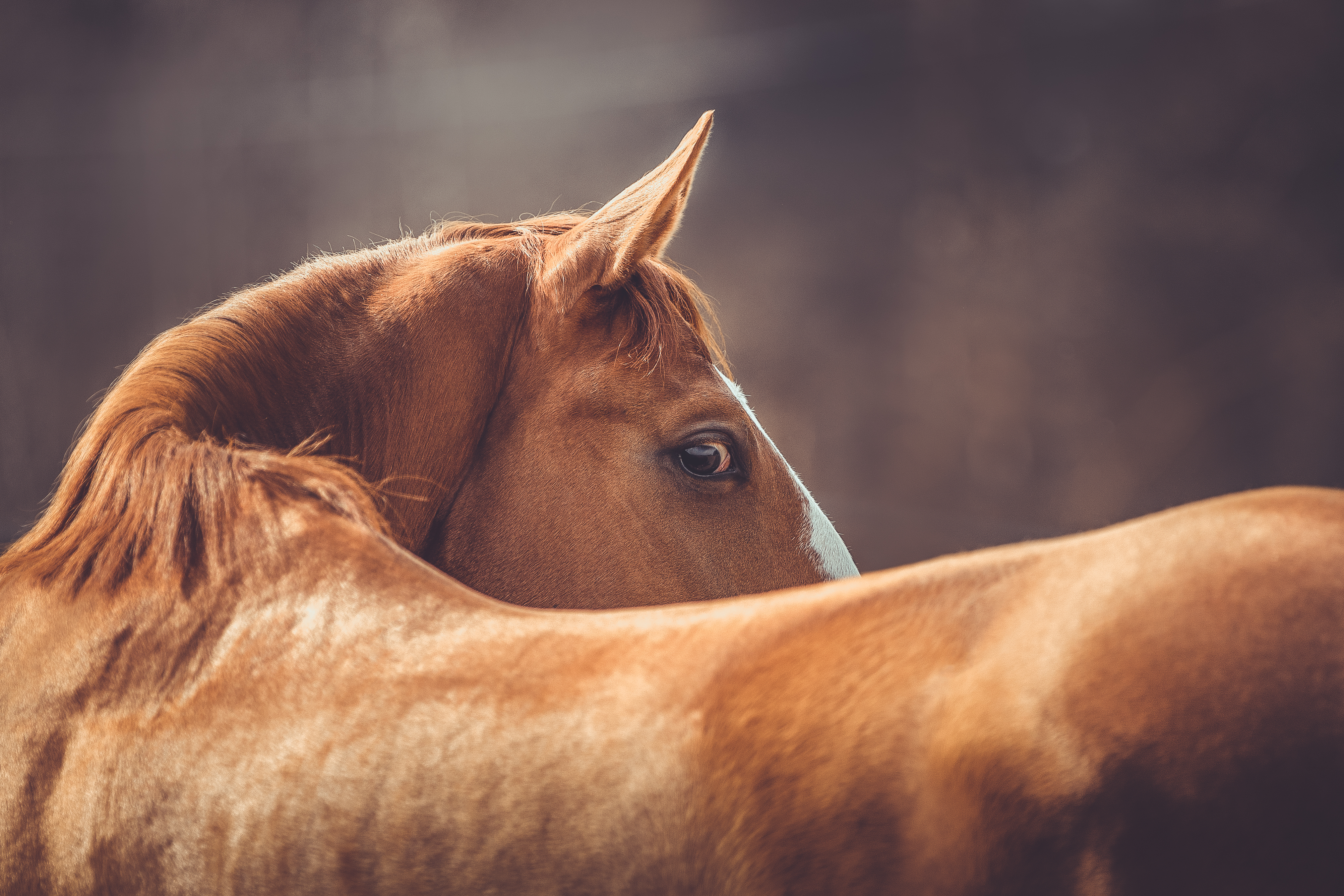 shutterstock_1685770711_(1)