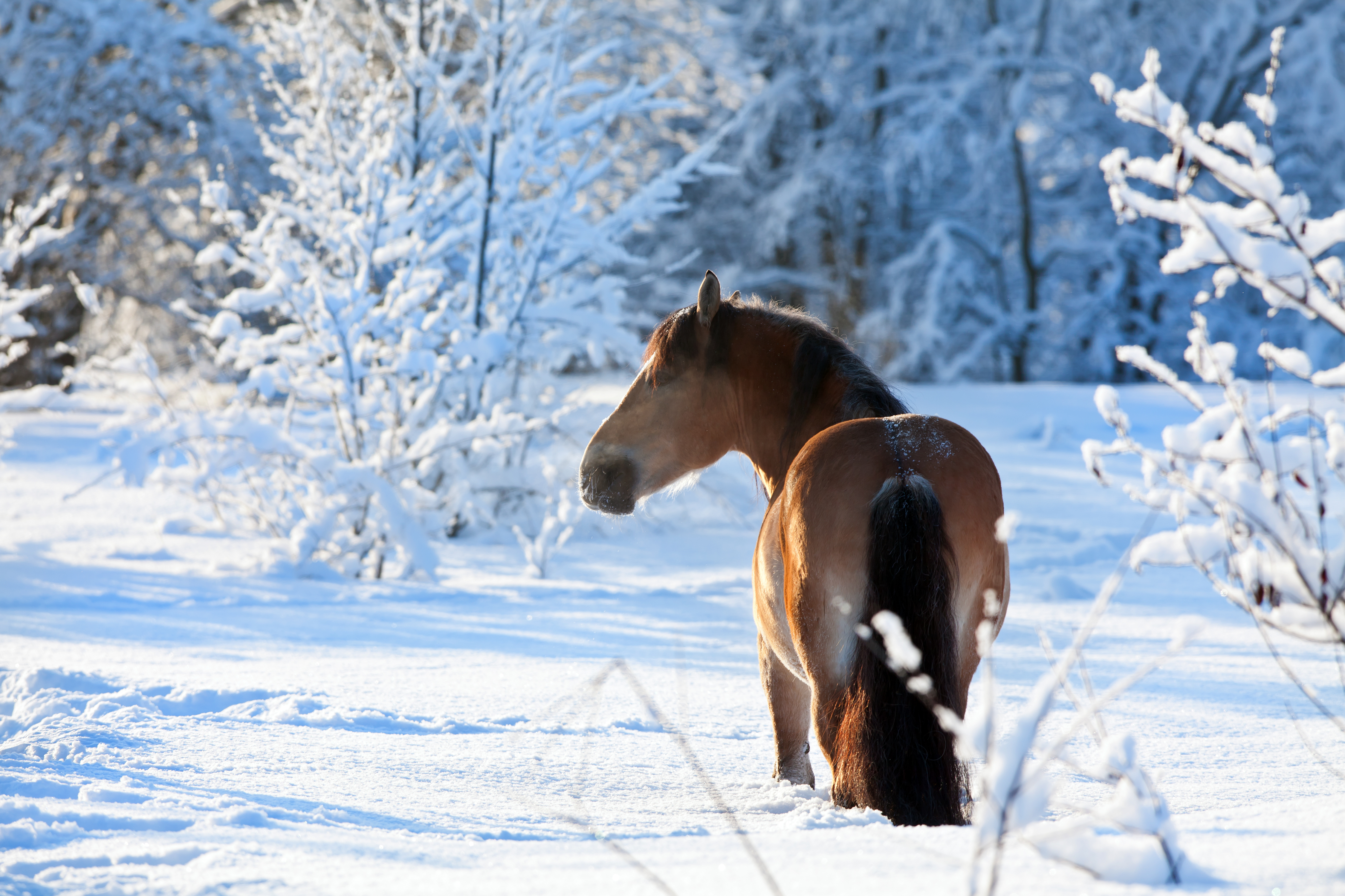 Banner Winterfütterung Braunes Pferd steht in einem schneebedecktem Wald