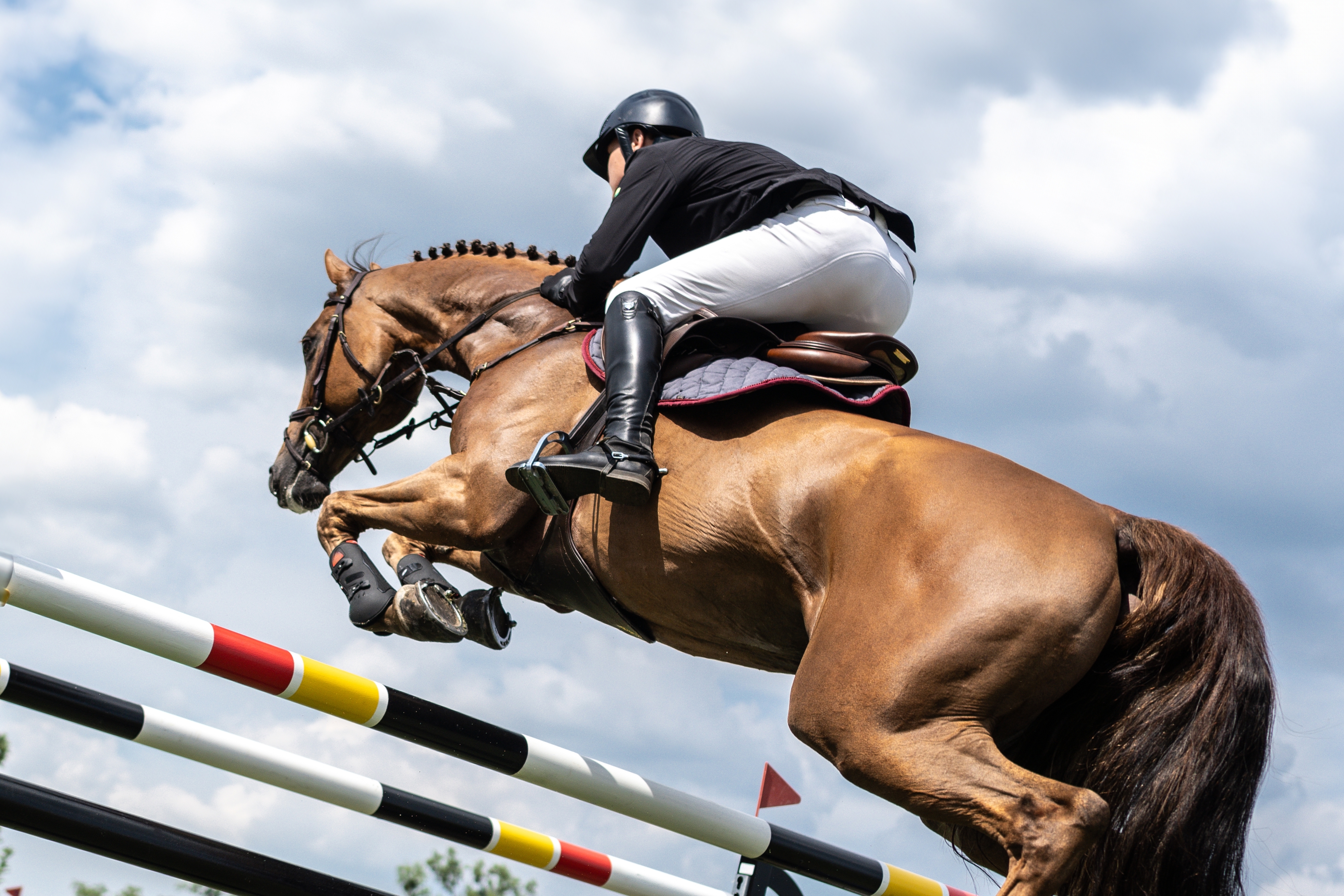 Banner Sport / Turnierpferd Ein braunes Pferd mit Reiter springt über einen Sprung